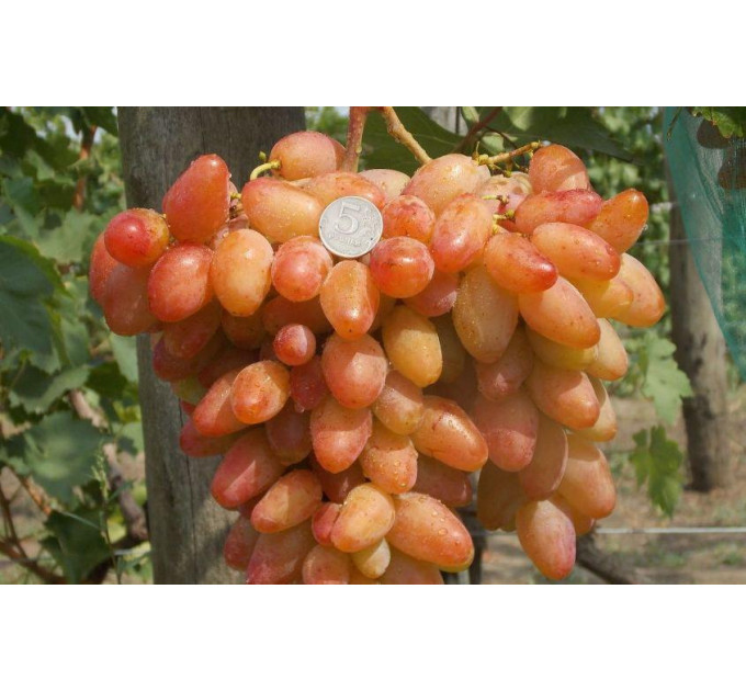 Саджанці винограду сорт Діксон