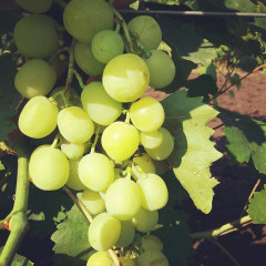 Саженцы винограда сорт Боярин, полуупакованный