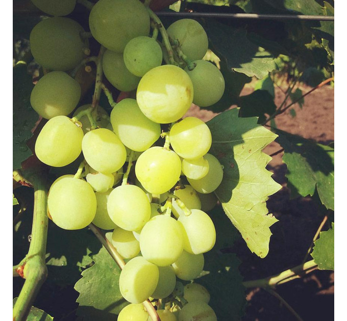 Саженцы винограда сорт Боярин, полуупакованный