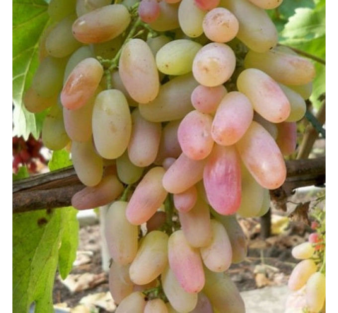 Саджанці винограду сорт Памʼяті Смольнікова, напівупакований