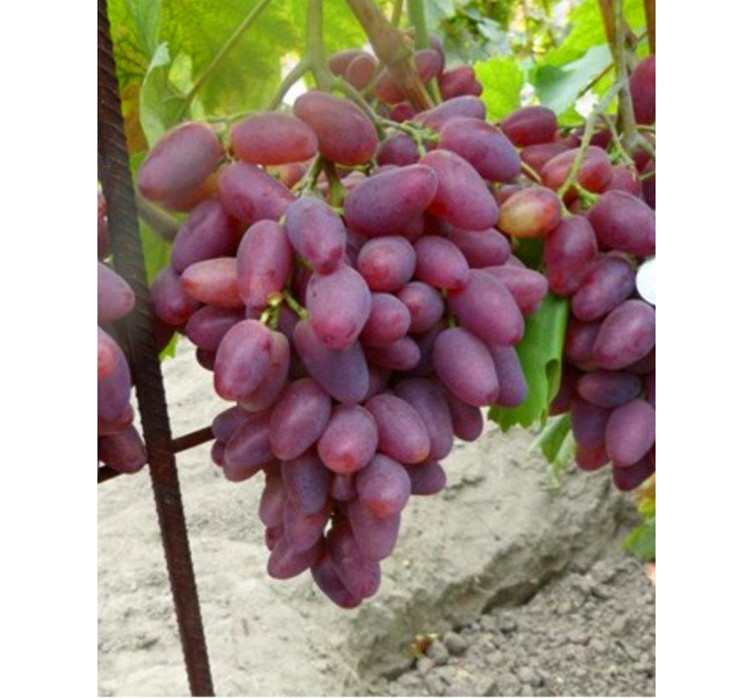 Саженцы винограда сорт Полонез 50, полуупакованный