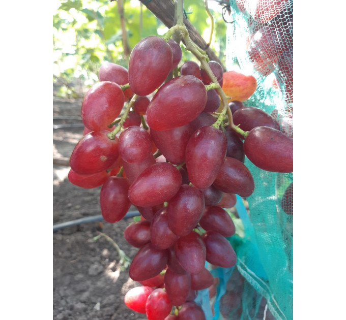 Саженцы винограда сорт Полонез 50, полуупакованный