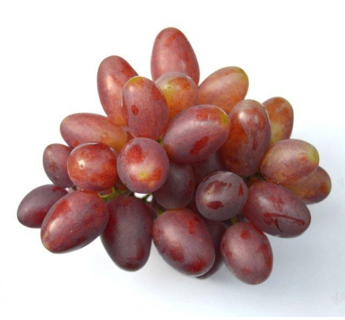 Саженцы винограда сорт Полонез 50, полуупакованный