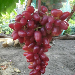 Саженцы винограда сорт Полонез 50, полуупакованный