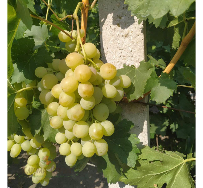 Саженцы винограда сорт Спонсор, полуупакованный