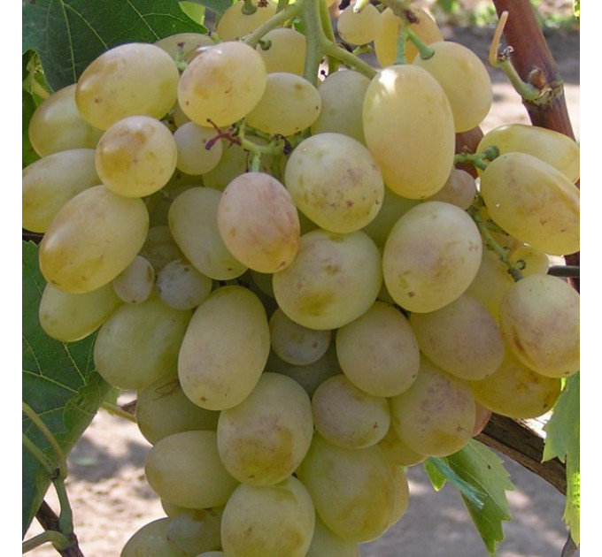 Саджанці винограду сорт Карабурну