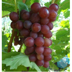 Саджанці винограду сорт "Блискучий"