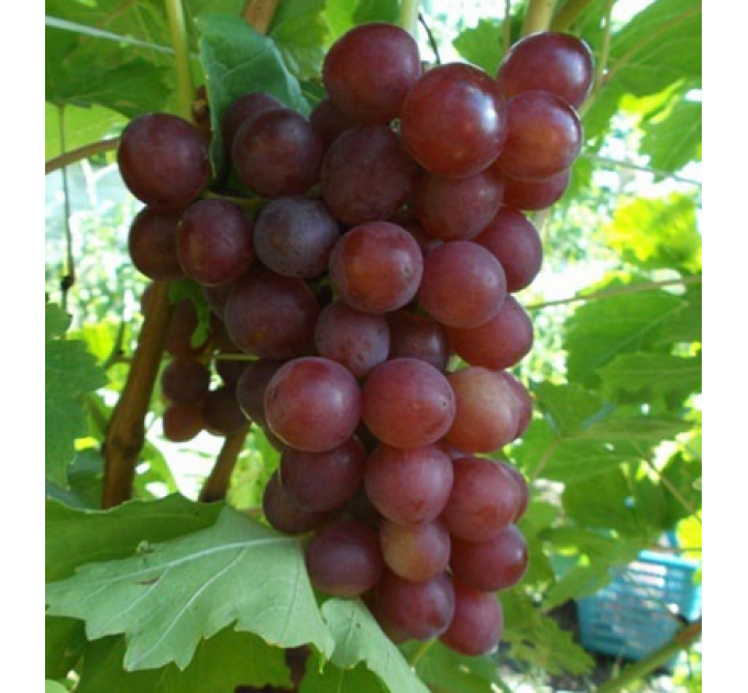 Саджанці винограду сорт "Блискучий"