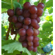 Саджанці винограду сорт "Блискучий"
