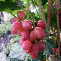 Саженцы винограда сорт Дынька, полуупакованный