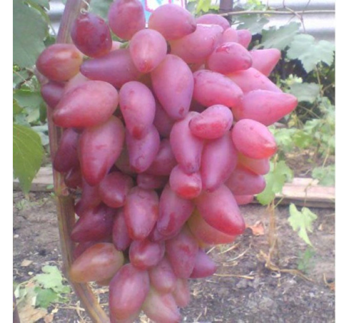 Саженцы винограда сорт Дубовский, полуупакованние