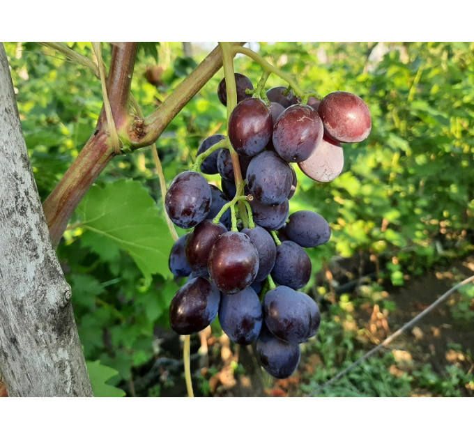 Саженцы винограда сорт Брависимо, 100-105 дней, конт. 1.7 л