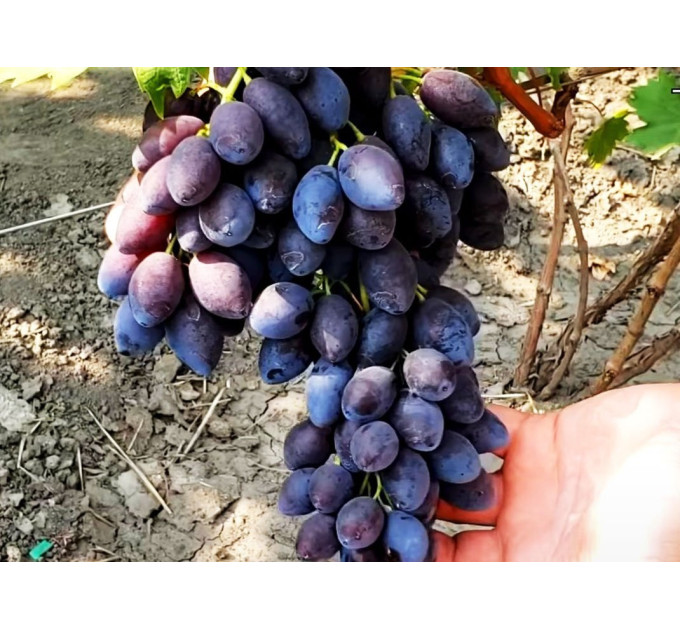 Саженцы винограда сорт Брависимо, 100-105 дней, конт. 1.7 л