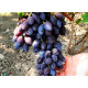 Саженцы винограда сорт Брависимо, 100-105 дней, конт. 1.7 л