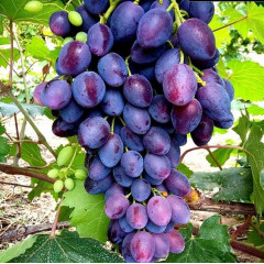 Саженцы винограда сорт Брависимо, 100-105 дней, конт. 1.7 л