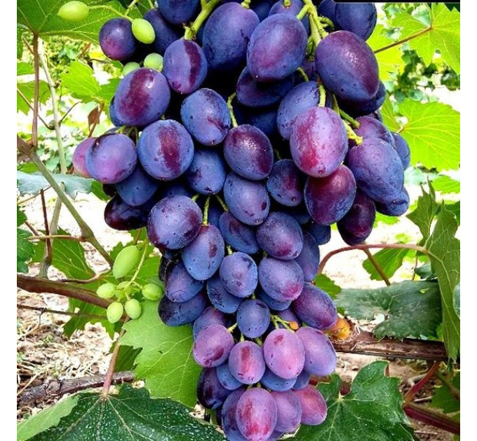 Саженцы винограда сорт Брависимо, 100-105 дней, конт. 1.7 л