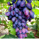 Саженцы винограда сорт Брависимо, 100-105 дней, конт. 1.7 л