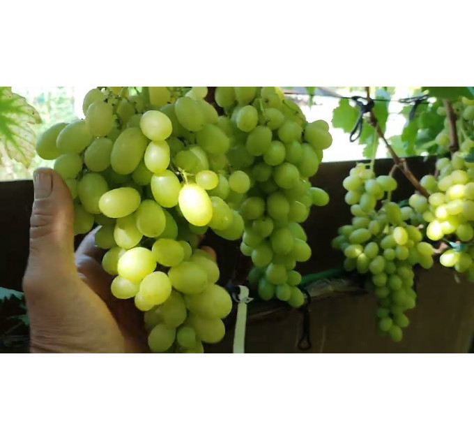 Саджанці винограду сорт Шерлок, 125-135 днів, конт. 1.7 л