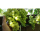 Саджанці винограду сорт Шерлок, 125-135 днів, конт. 1.7 л