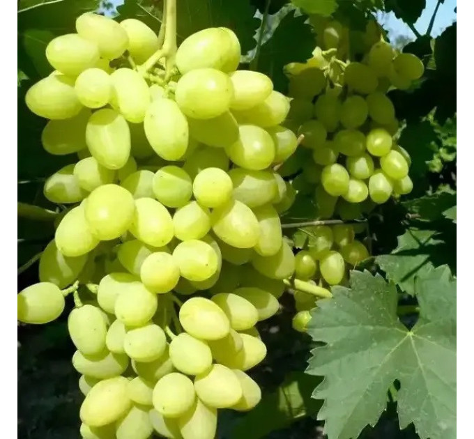 Саджанці винограду сорт Шерлок, 125-135 днів, конт. 1.7 л