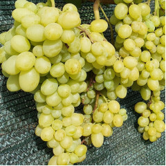 Саженцы винограда сорт Шерлок, 125-135 дней, конт. 1.7 л