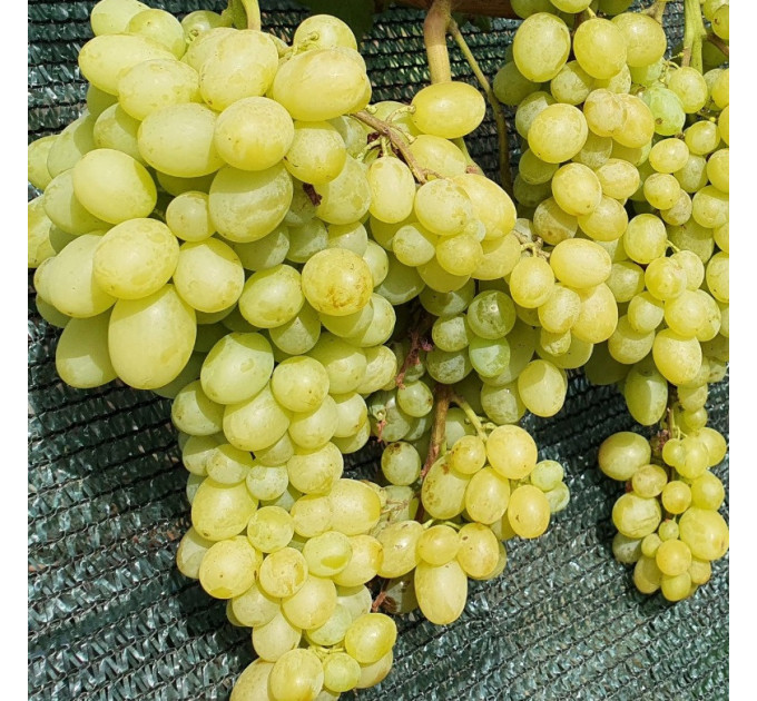 Саджанці винограду сорт Шерлок, 125-135 днів, конт. 1.7 л