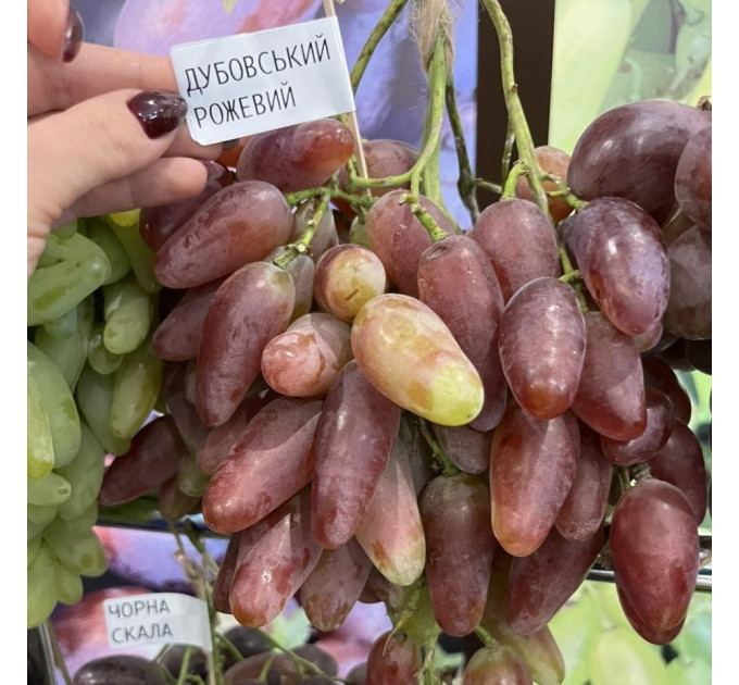 Саженцы винограда сорт Дубовский, полуупакованние
