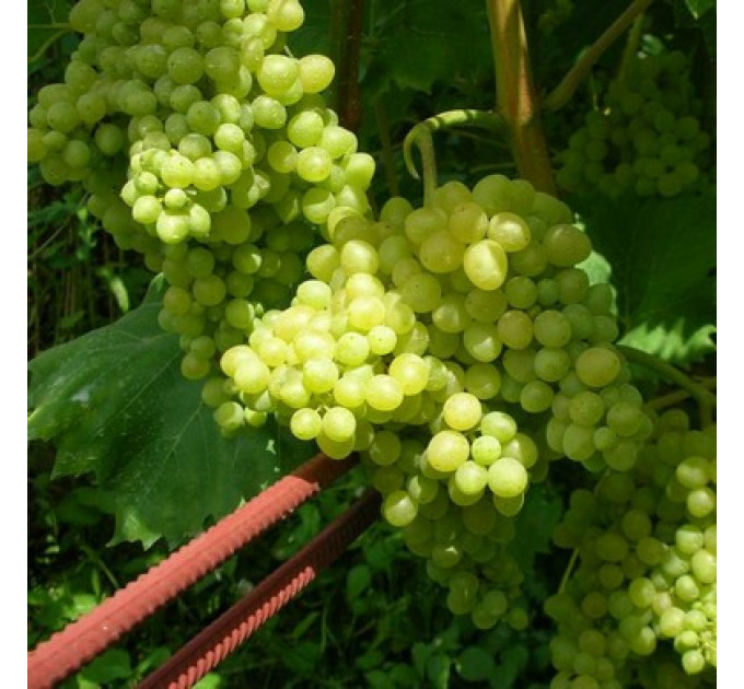 Саджанці сорт винограду Кишмиш Кеша