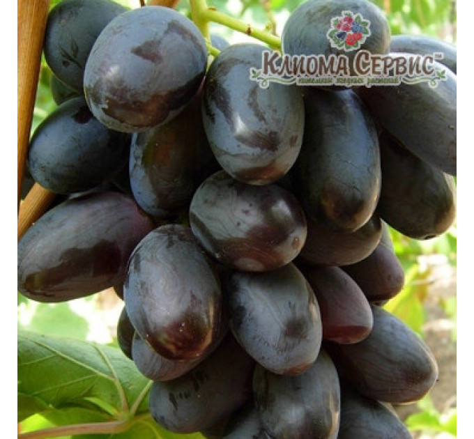 Саженцы винограда сорт Велика,полуупакованный