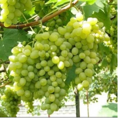 Саджанці винограду сорт Августин