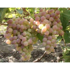 Виноград сорт Німранг