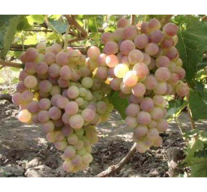 Виноград сорт Німранг