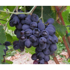 Виноград сорт Фуршетний