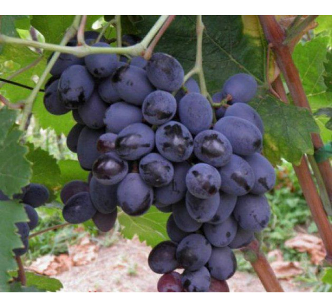 Виноград сорт Фуршетний