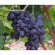Виноград сорт Фуршетний