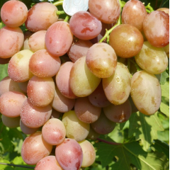 Саджанці винограду сорт Джаконда