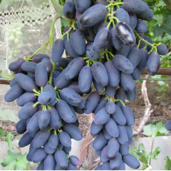 Саджанці винограда сорт Академік