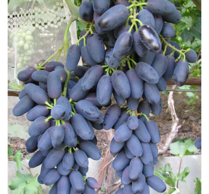 Саджанці винограда сорт Академік