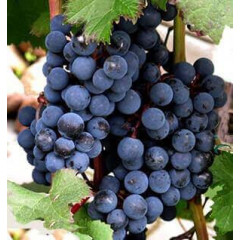 Саджанці винограду сорт Голубок, напівупакований