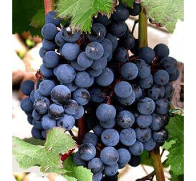 Саджанці винограду сорт Голубок, напівупакований