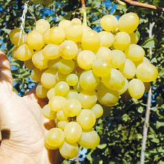 Виноград Кишмиш Лючія