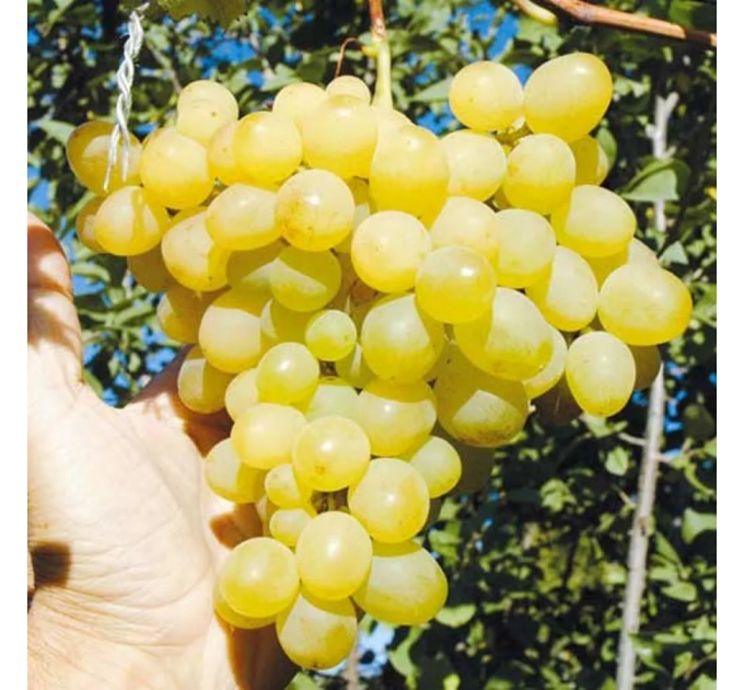 Виноград Кишмиш Лючія