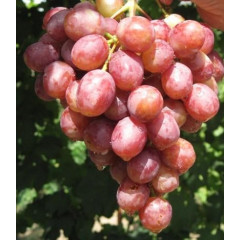 Саджанці винограду сорт Гурман Ранній, напівупакований