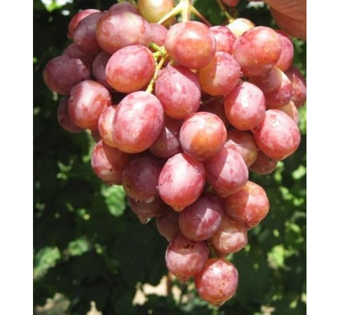 Саджанці винограду сорт Гурман Ранній, напівупакований