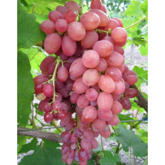 Саджанці сорт винограду Кишмиш променистий, напівупакований