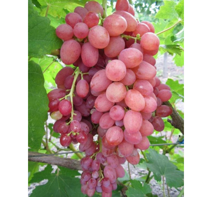 Саджанці сорт винограду Кишмиш променистий, напівупакований