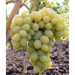 Виноград "Плевен"