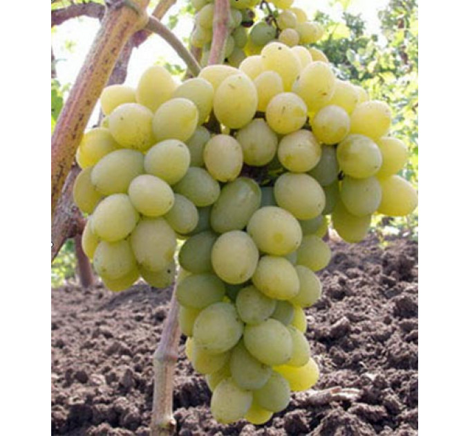 Виноград "Плевен"