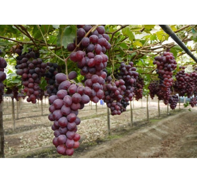 Саджанці винограду сорт Ред Глоуб, напівупакований