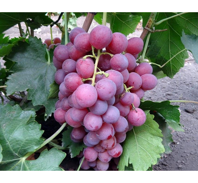 Саджанці винограду сорт Ред Глоуб, напівупакований